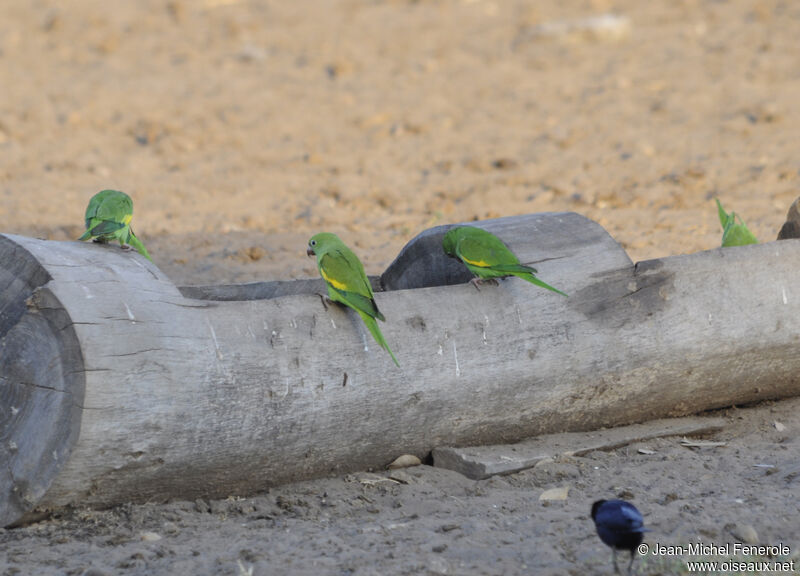 Yellow-chevroned Parakeet