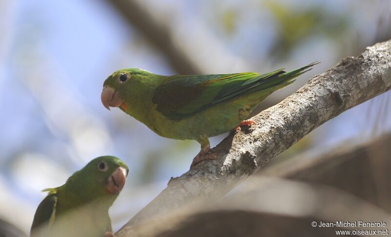 Orange-chinned Parakeet