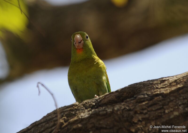 Orange-chinned Parakeet