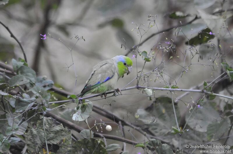 Pacific Parrotlet male adult