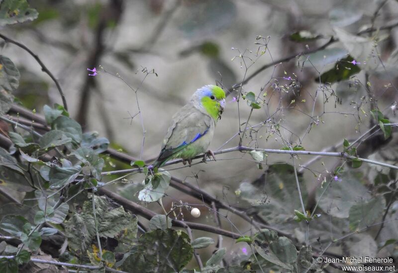 Pacific Parrotlet male adult