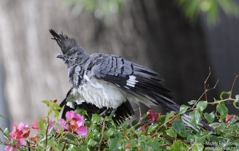 White-bellied Go-away-bird male adult