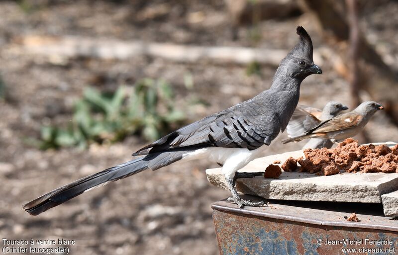 White-bellied Go-away-bird