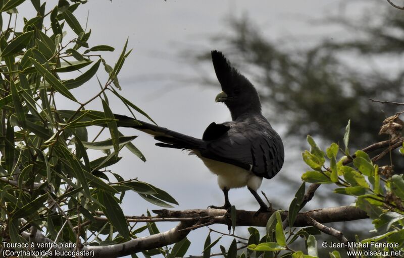 White-bellied Go-away-bird