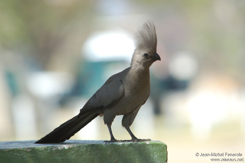 Grey Go-away-bird, identification