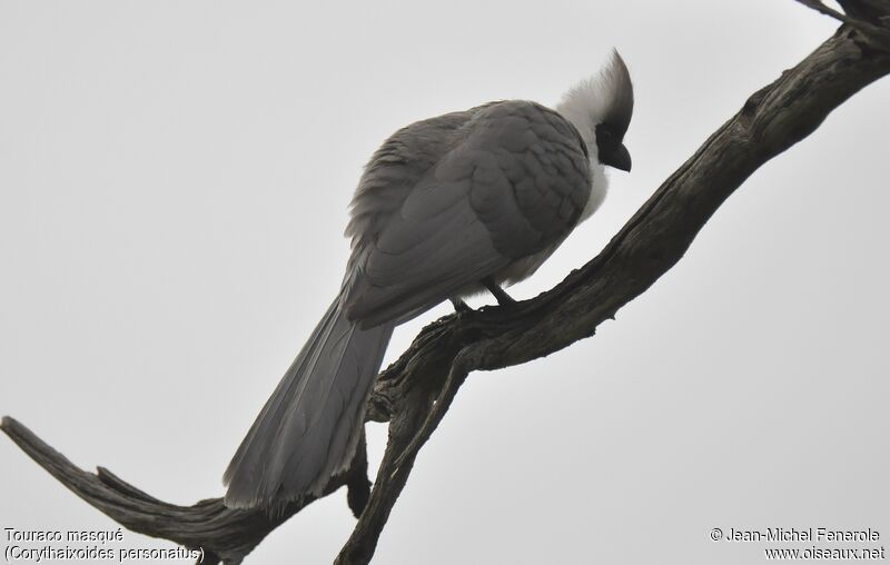 Bare-faced Go-away-bird