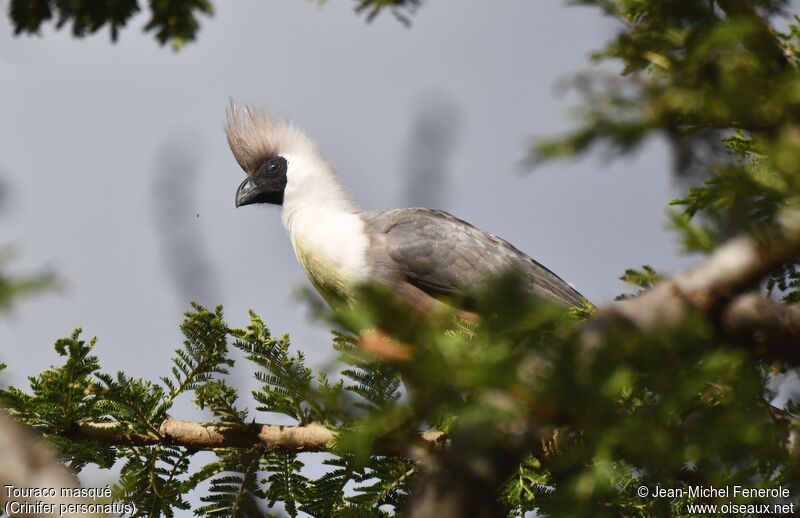 Bare-faced Go-away-bird