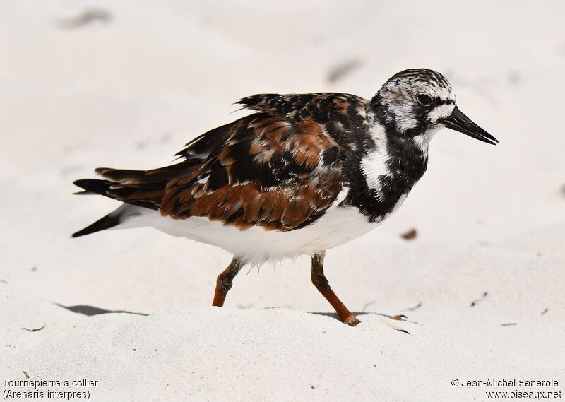 Ruddy Turnstone