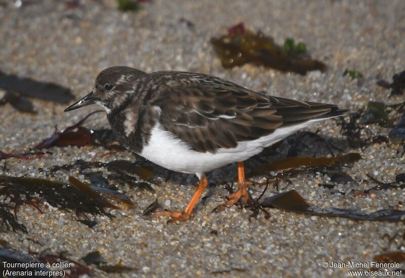 Ruddy Turnstone