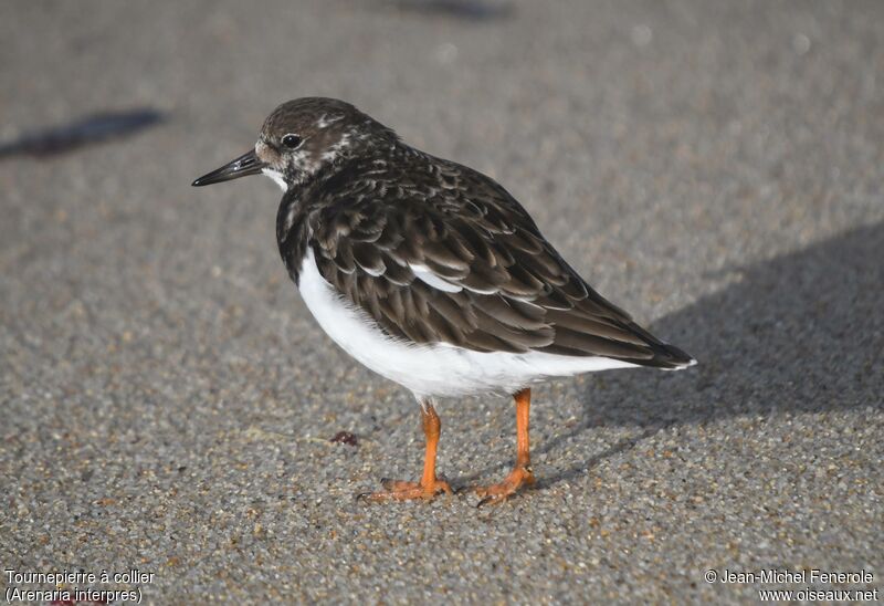 Ruddy Turnstone