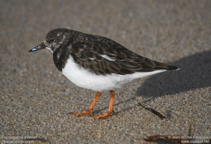 Ruddy Turnstone