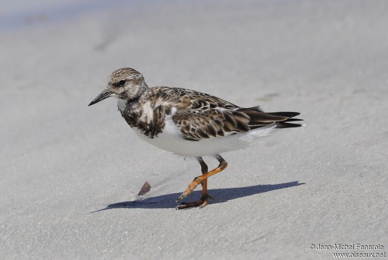 Ruddy Turnstone