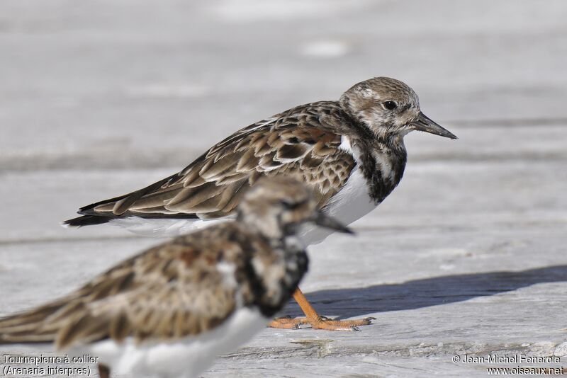 Ruddy Turnstone