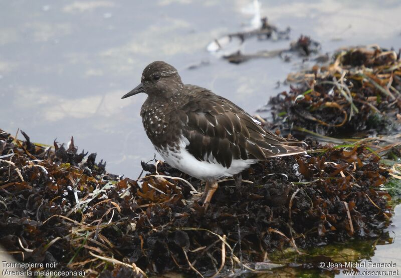 Black Turnstone