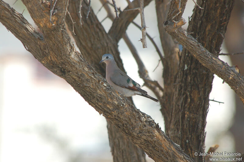 Emerald-spotted Wood Dove, identification