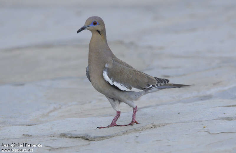 White-winged Doveadult