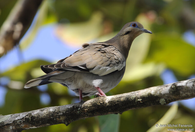 White-winged Dove