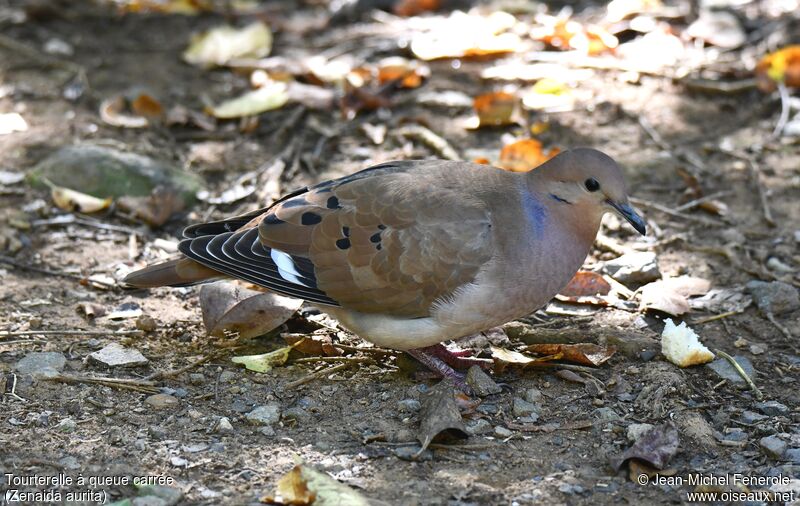 Zenaida Dove