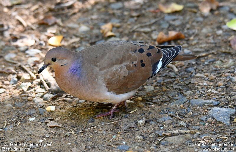 Zenaida Dove