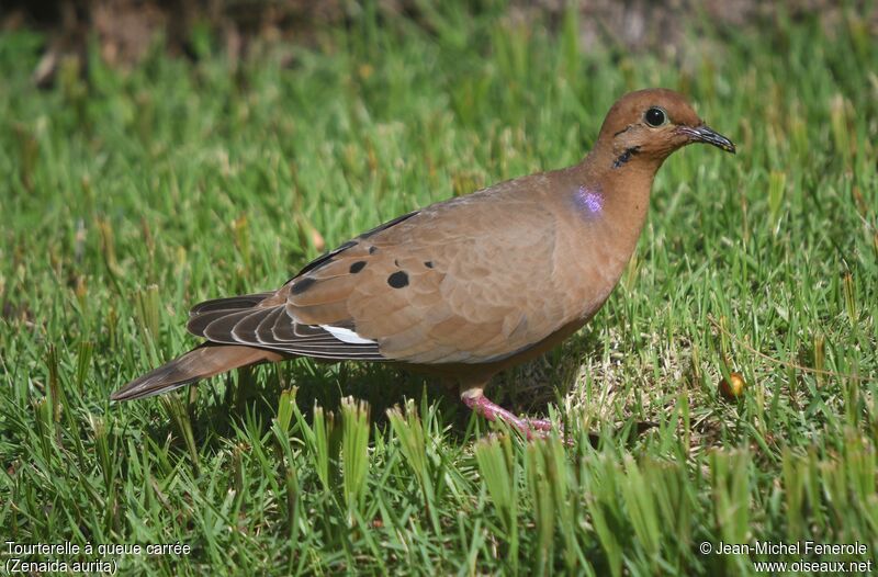 Zenaida Dove