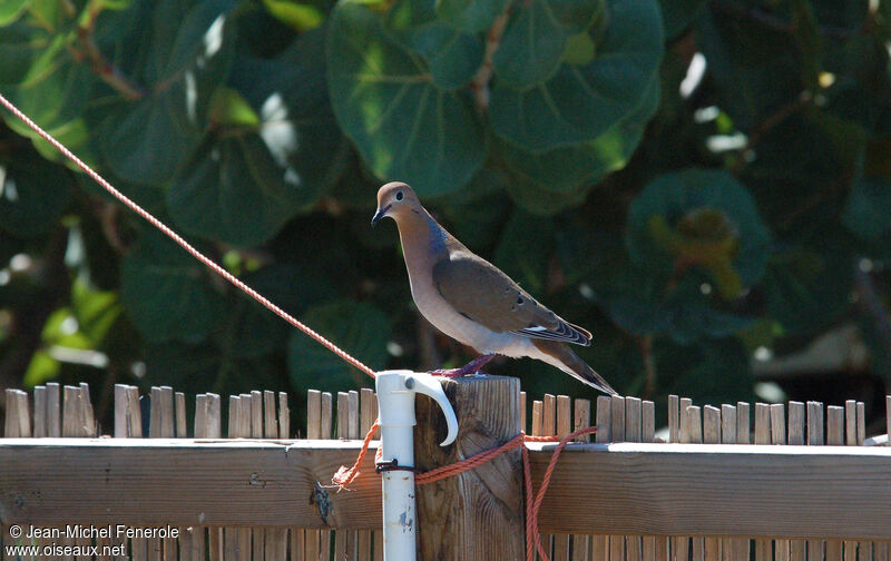 Zenaida Dove