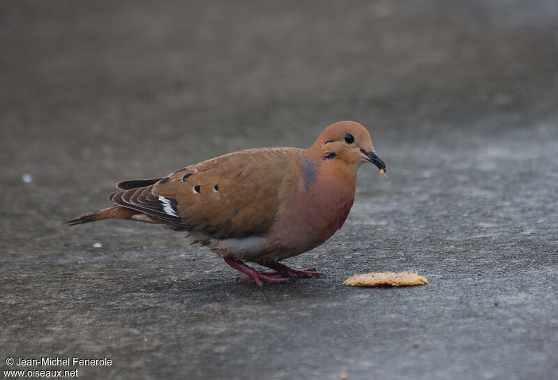 Zenaida Dove