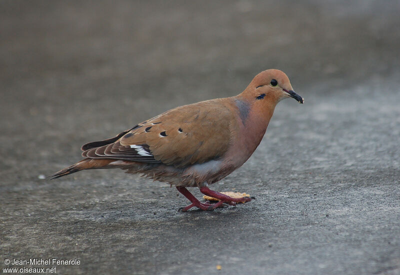 Zenaida Dove