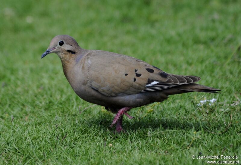 Zenaida Dove