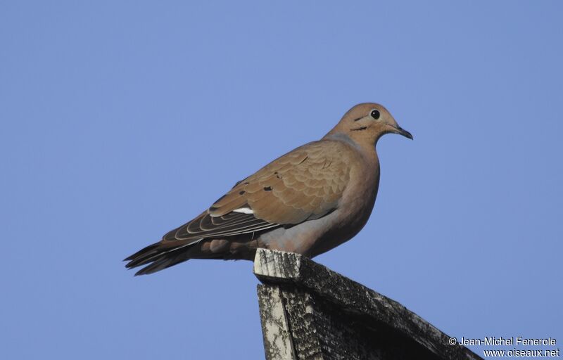 Zenaida Dove