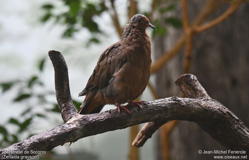 Socorro Dove