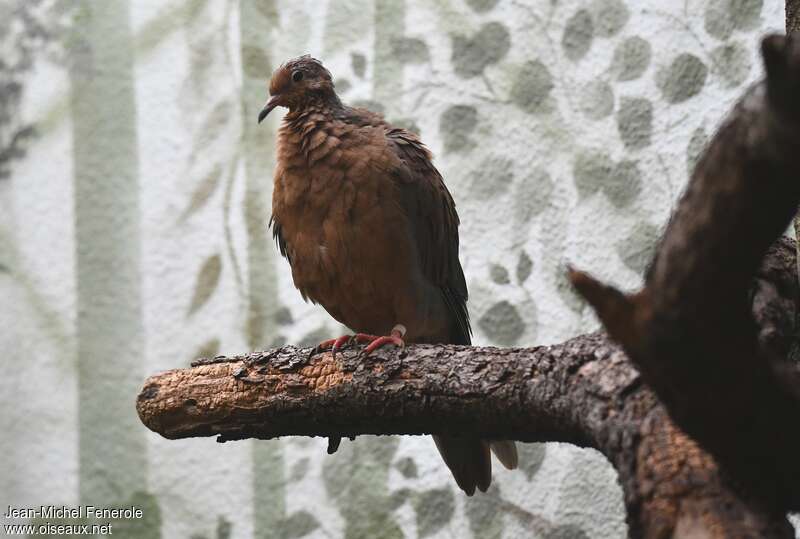 Socorro Dove, identification