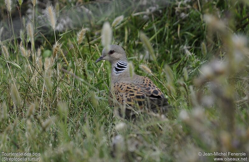 European Turtle Dove