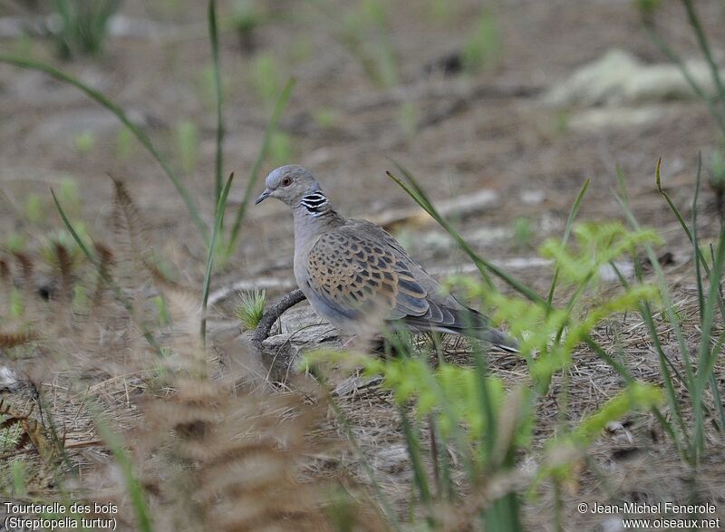 European Turtle Dove