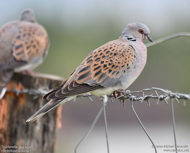 European Turtle Dove