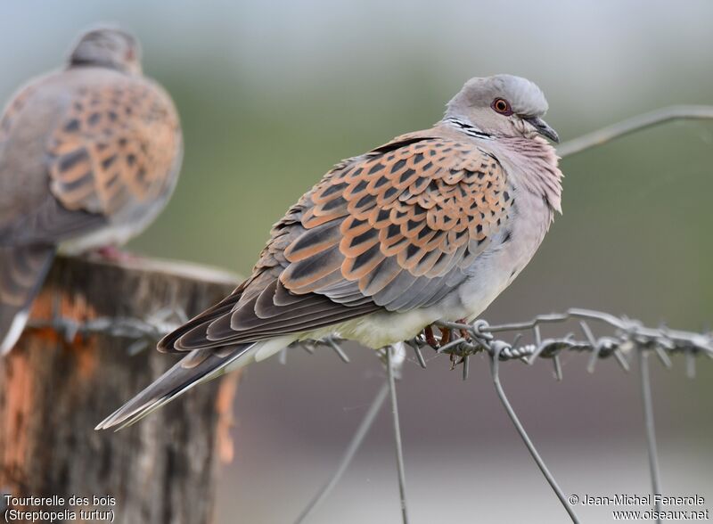 European Turtle Dove