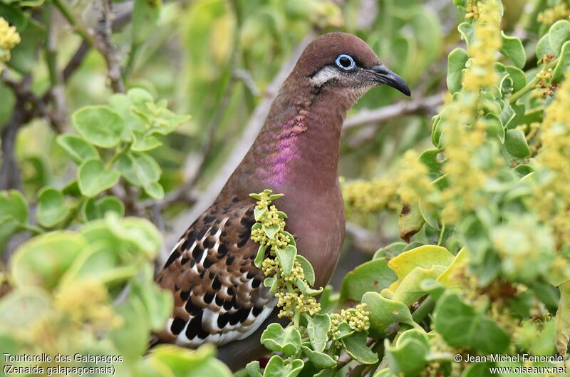 Tourterelle des Galapagos