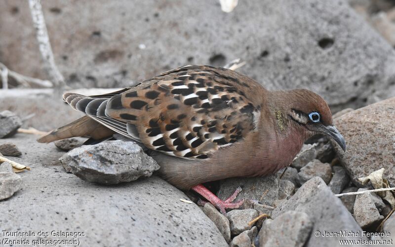 Tourterelle des Galapagos