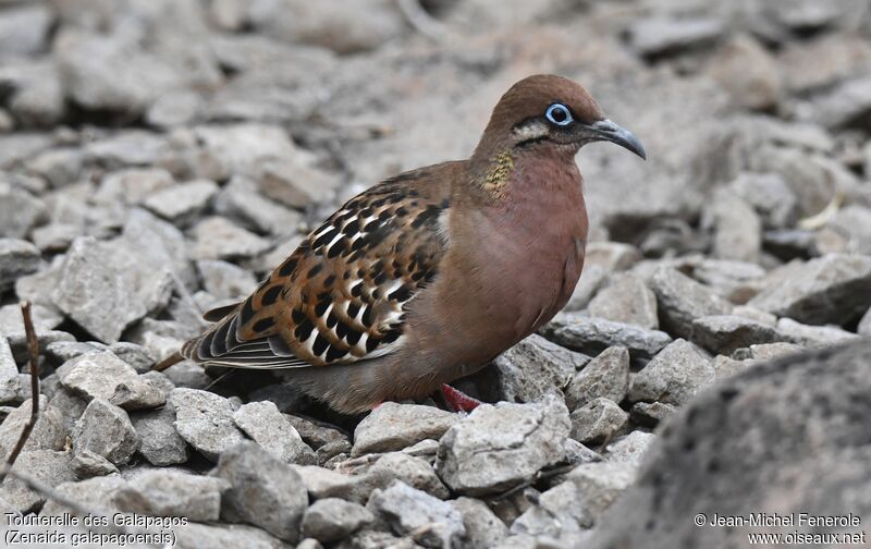 Galapagos Dove