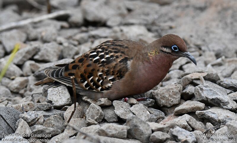 Galapagos Dove