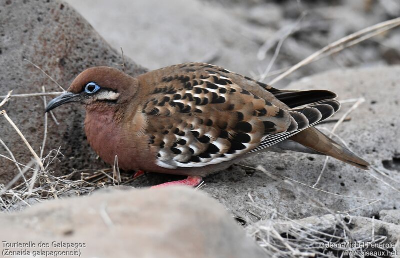 Tourterelle des Galapagos