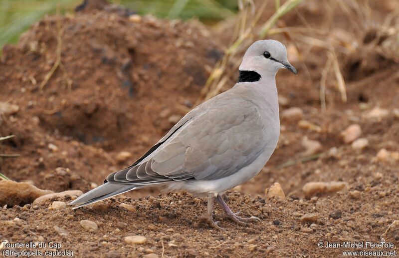 Ring-necked Doveadult, identification