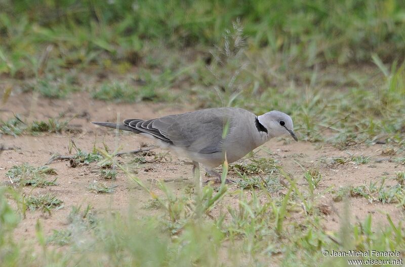 Ring-necked Dove