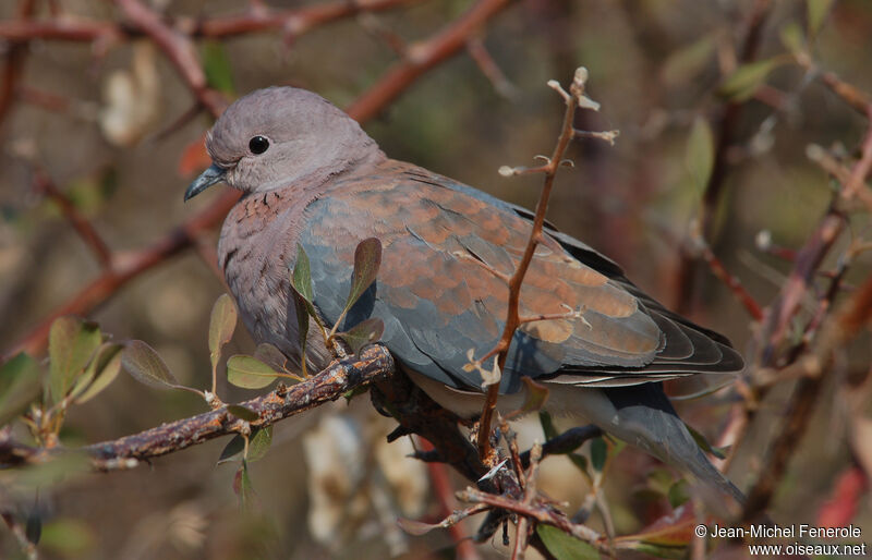 Laughing Dove, identification