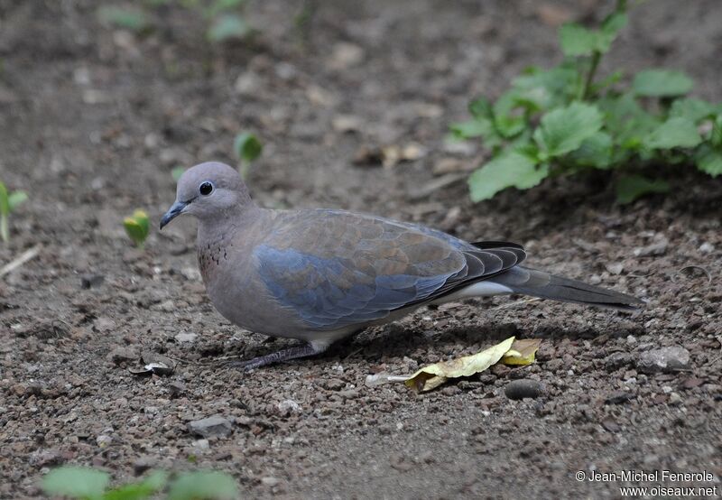 Laughing Dove