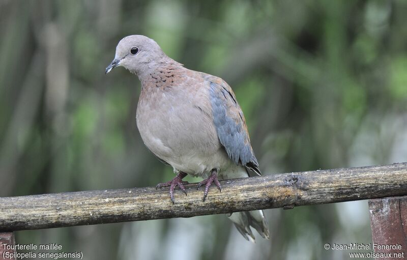 Laughing Dove