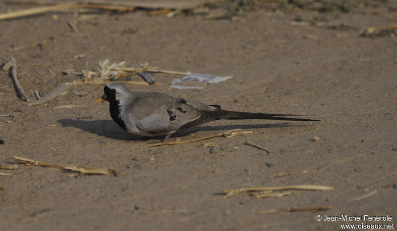 Namaqua Dove male