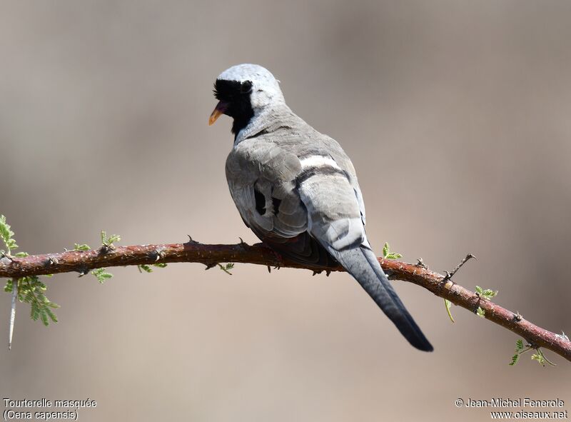 Namaqua Dove male