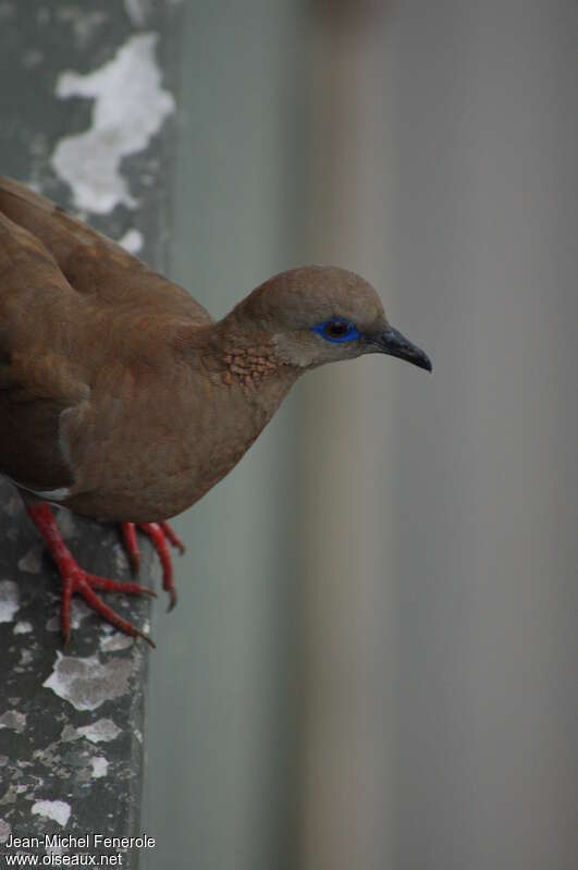 West Peruvian Doveadult, aspect