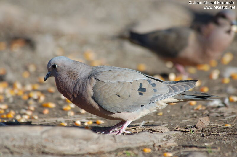 Eared Doveadult