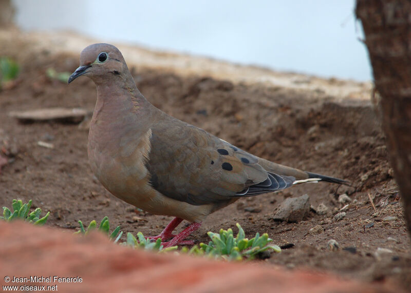 Eared Dove